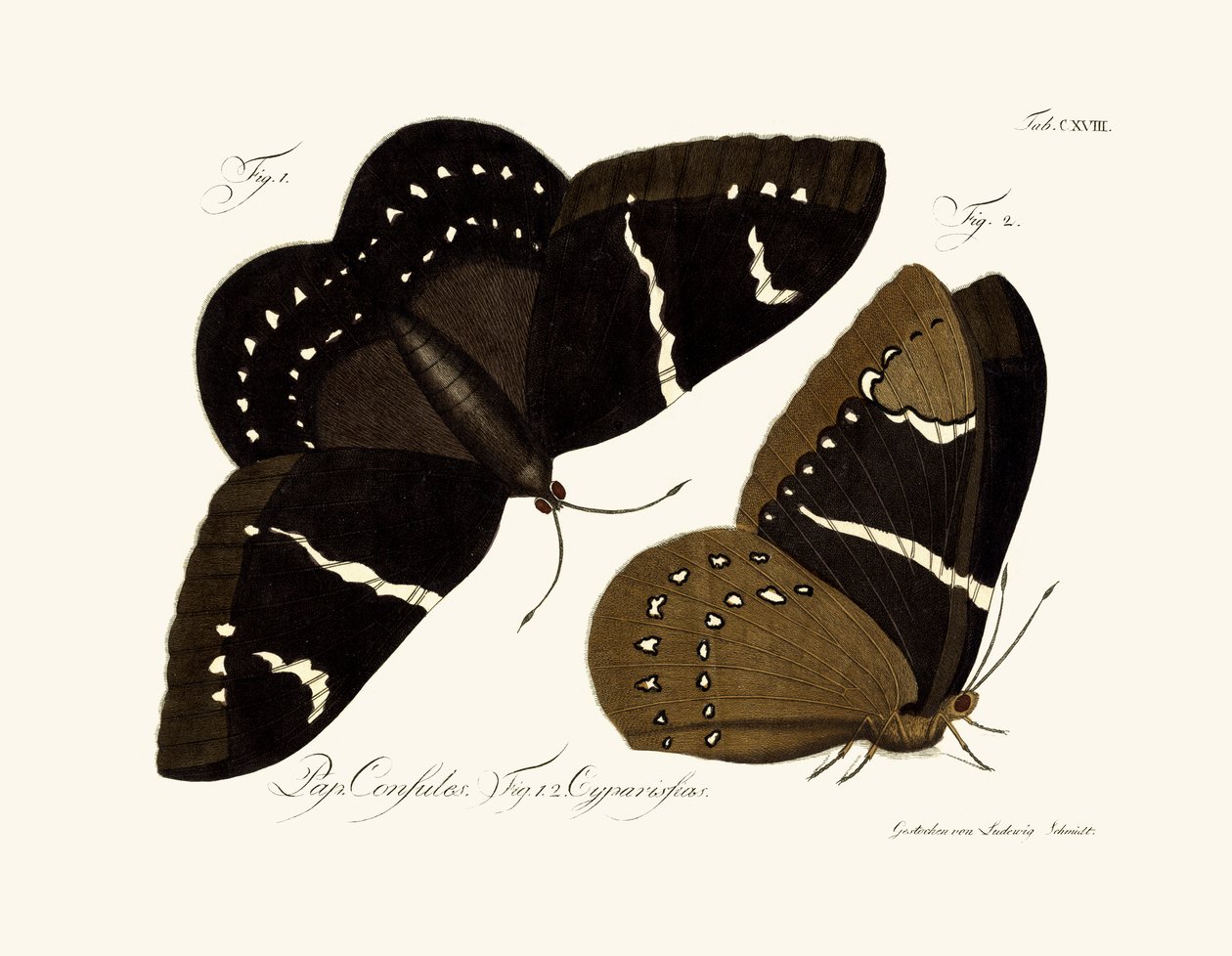 Papillons - German School
