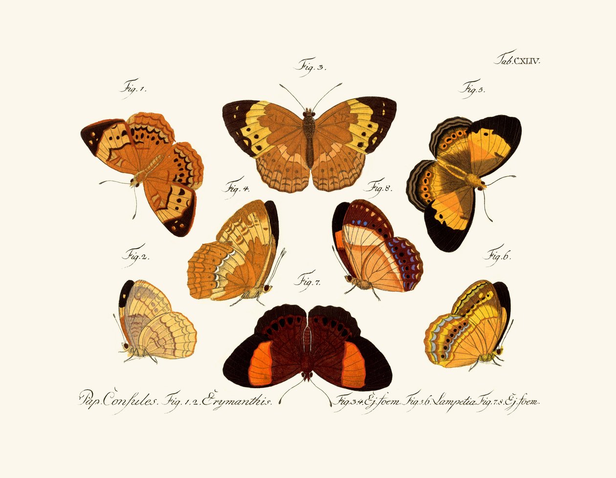 Papillons - German School