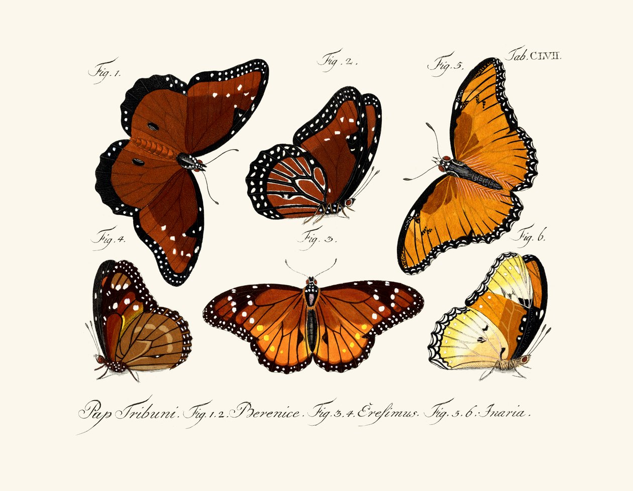 Papillons - German School