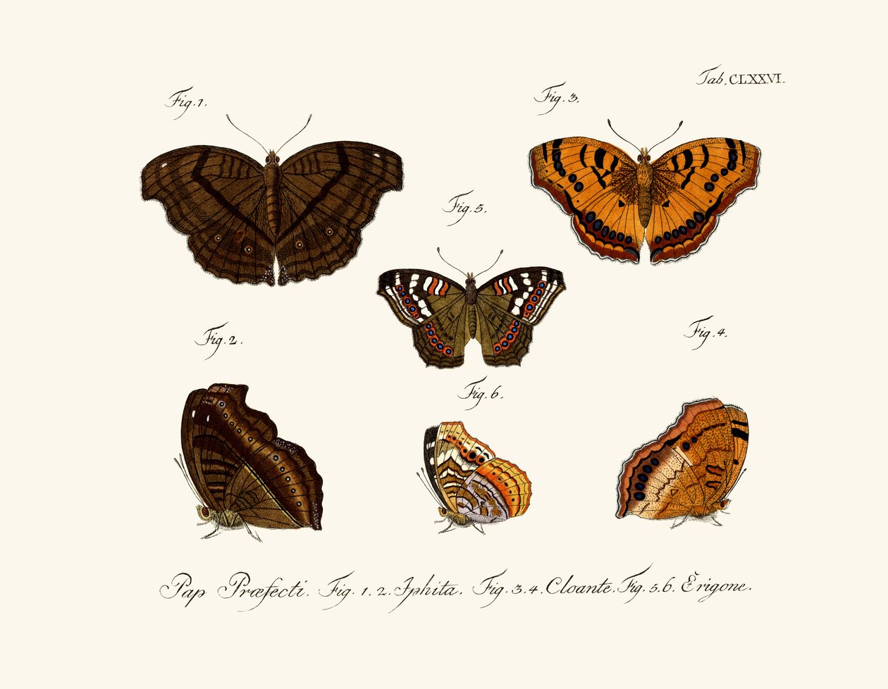 Papillons - German School