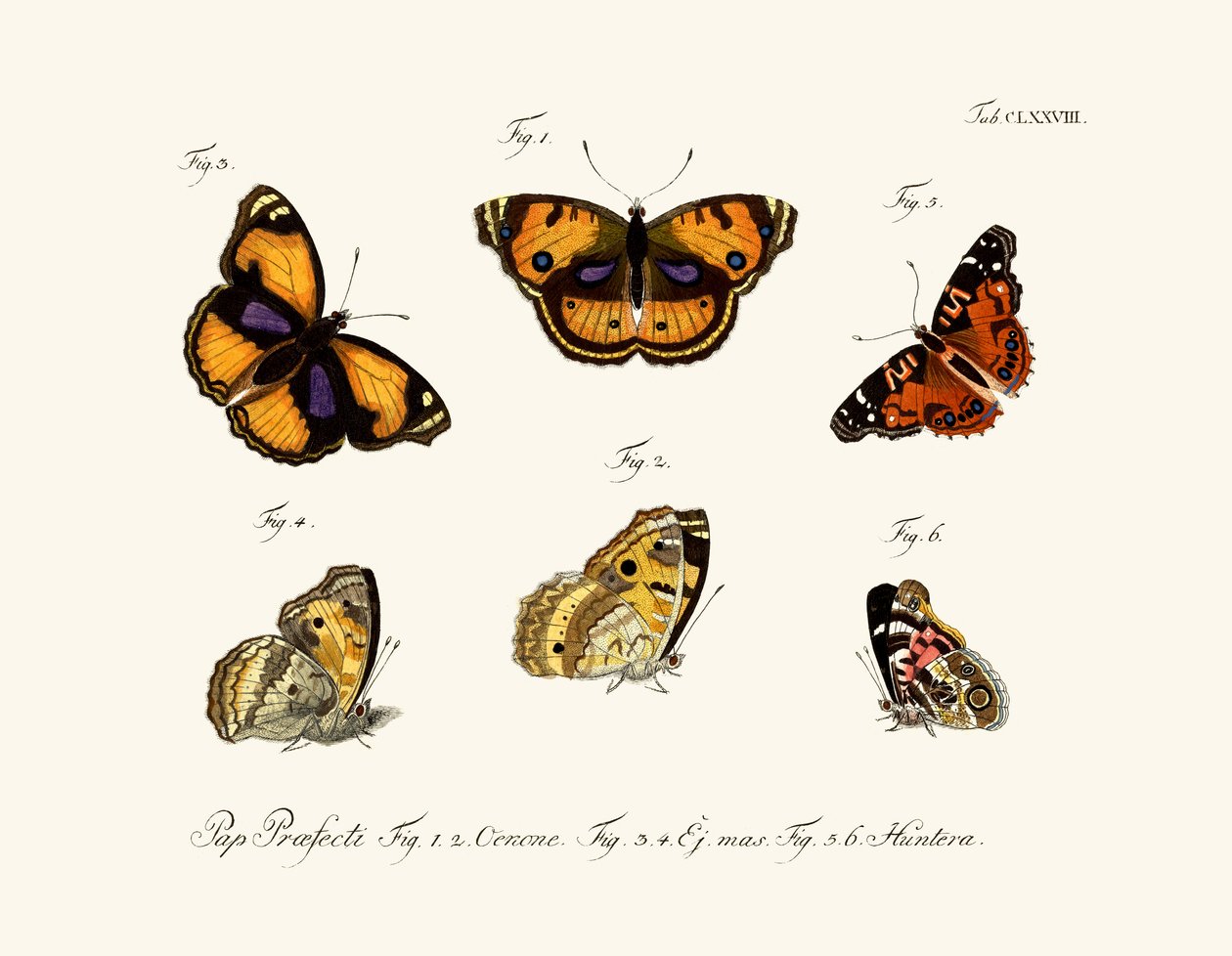 Papillons - German School