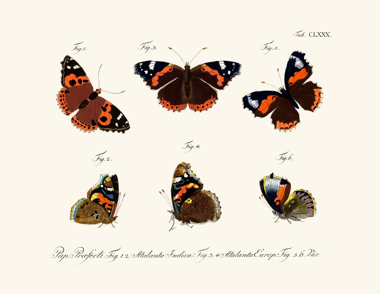 Papillons - German School