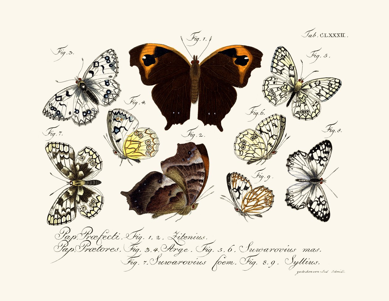 Papillons - German School