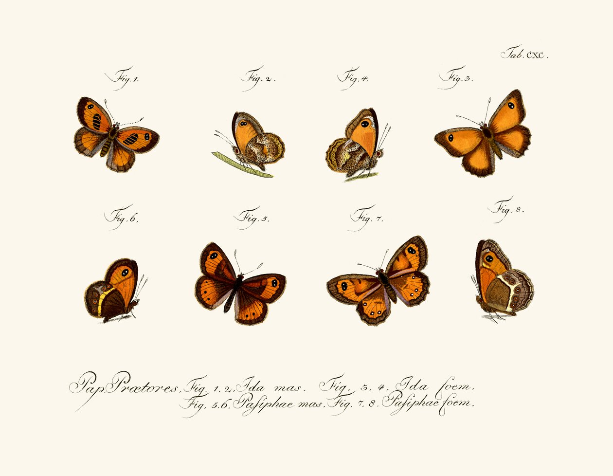 Papillons - German School