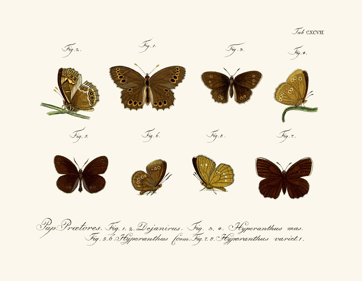 Papillons - German School