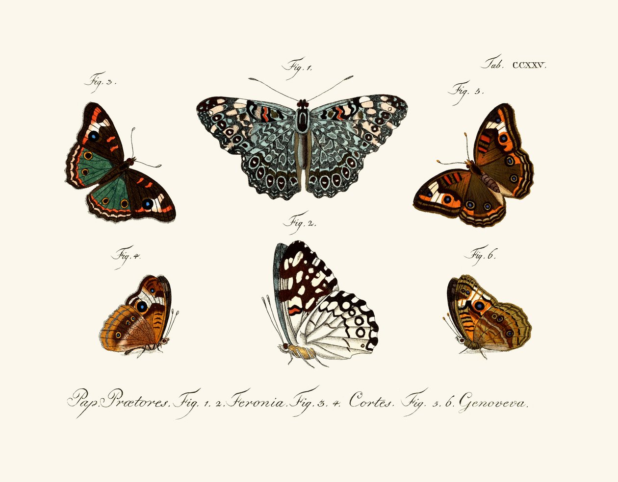 Papillons - German School