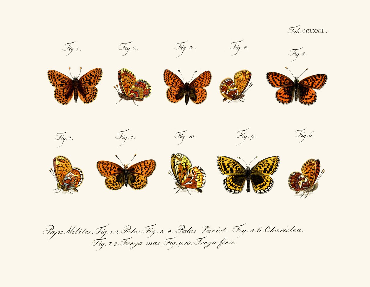 Papillons - German School