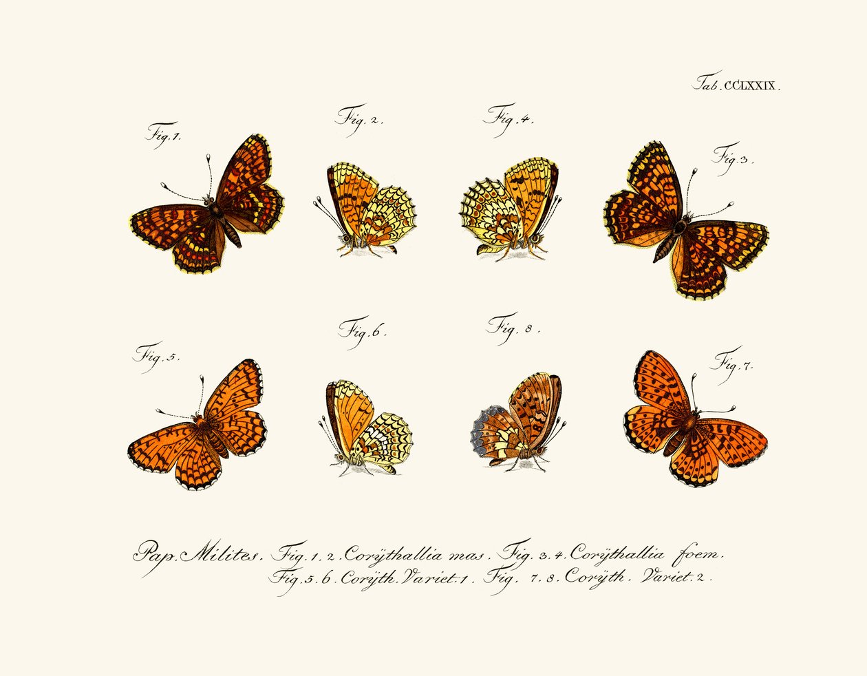 Papillons - German School