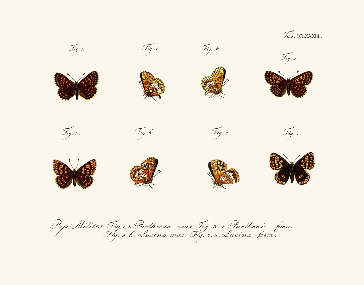 Papillons - German School