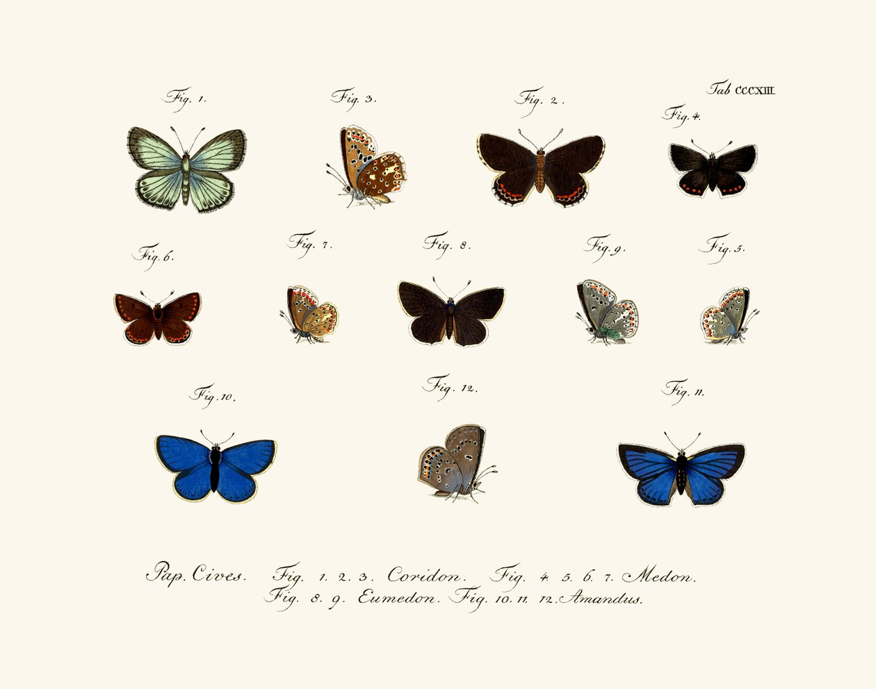 Papillons - German School