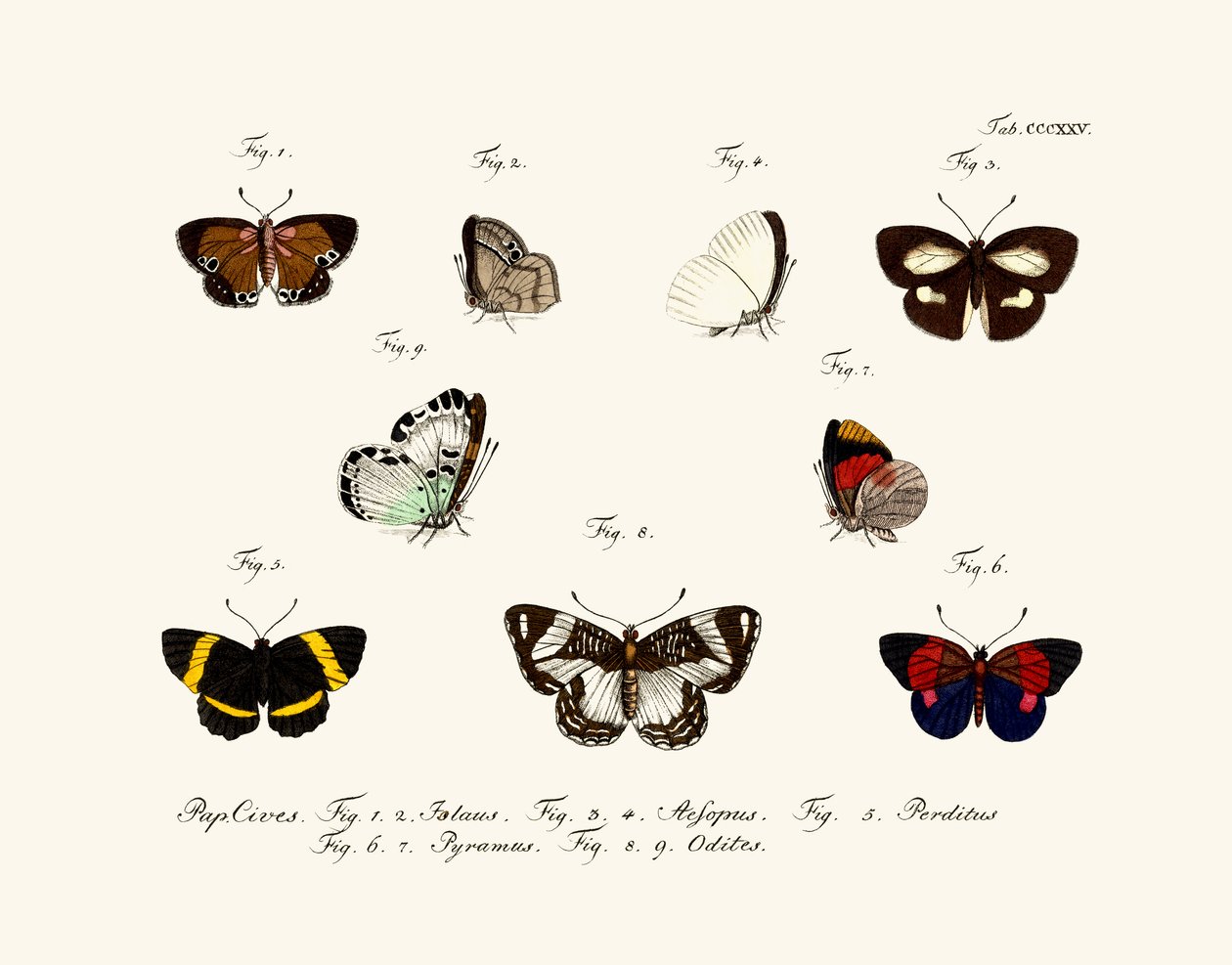 Papillons - German School