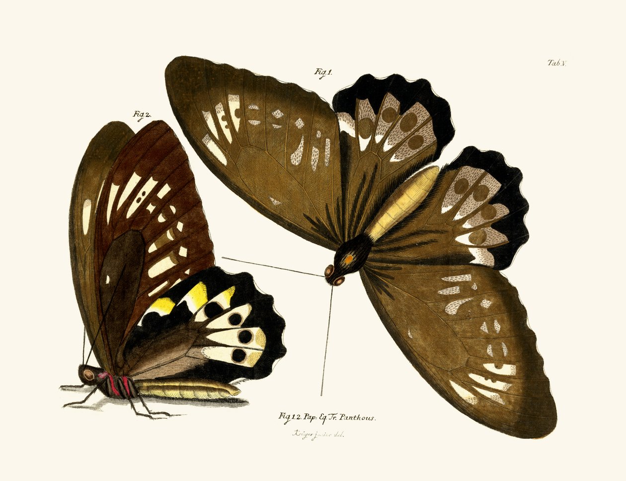 Papillons - German School