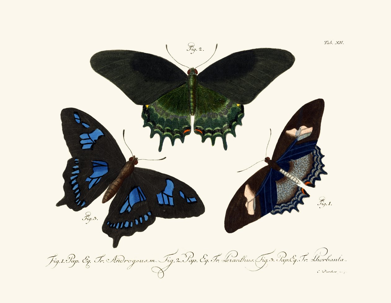 Papillons - German School