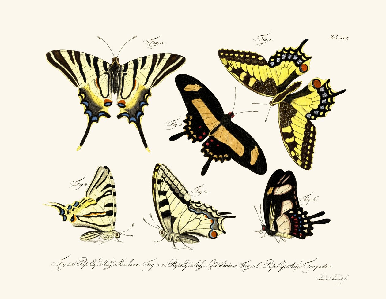 Papillons - German School