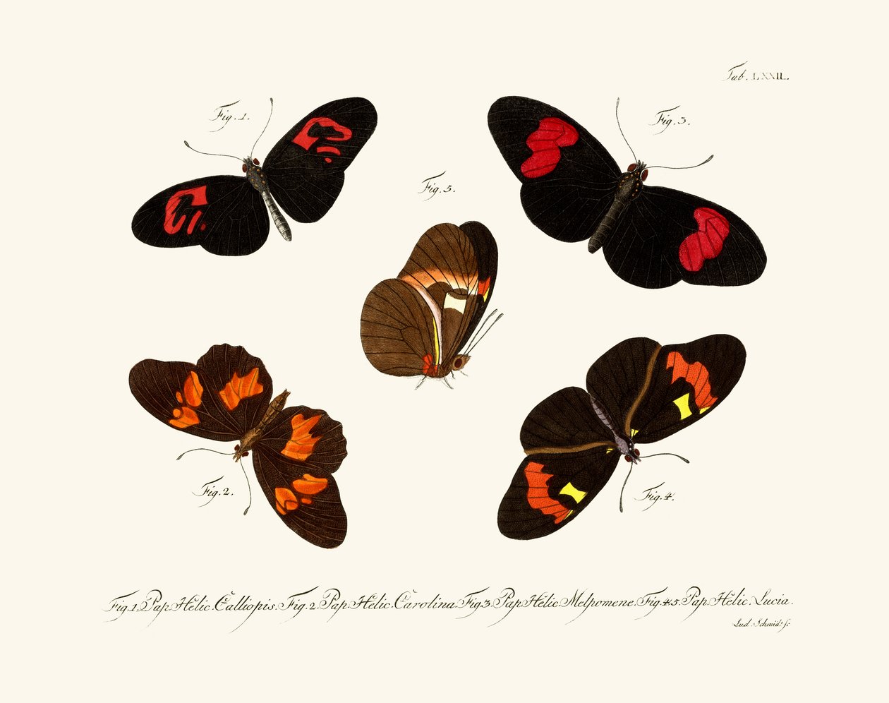 Papillons - German School