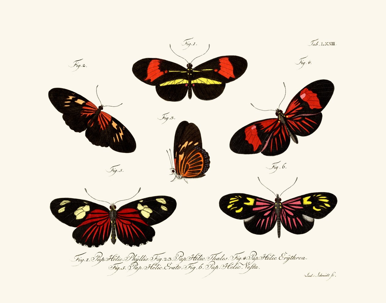 Papillons - German School