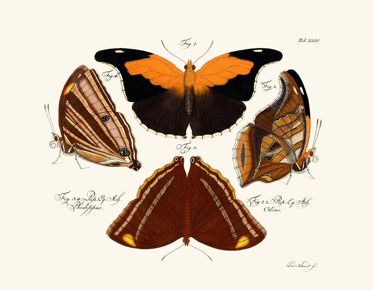 Papillons - German School