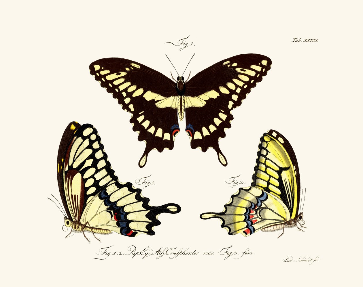 Papillons - German School