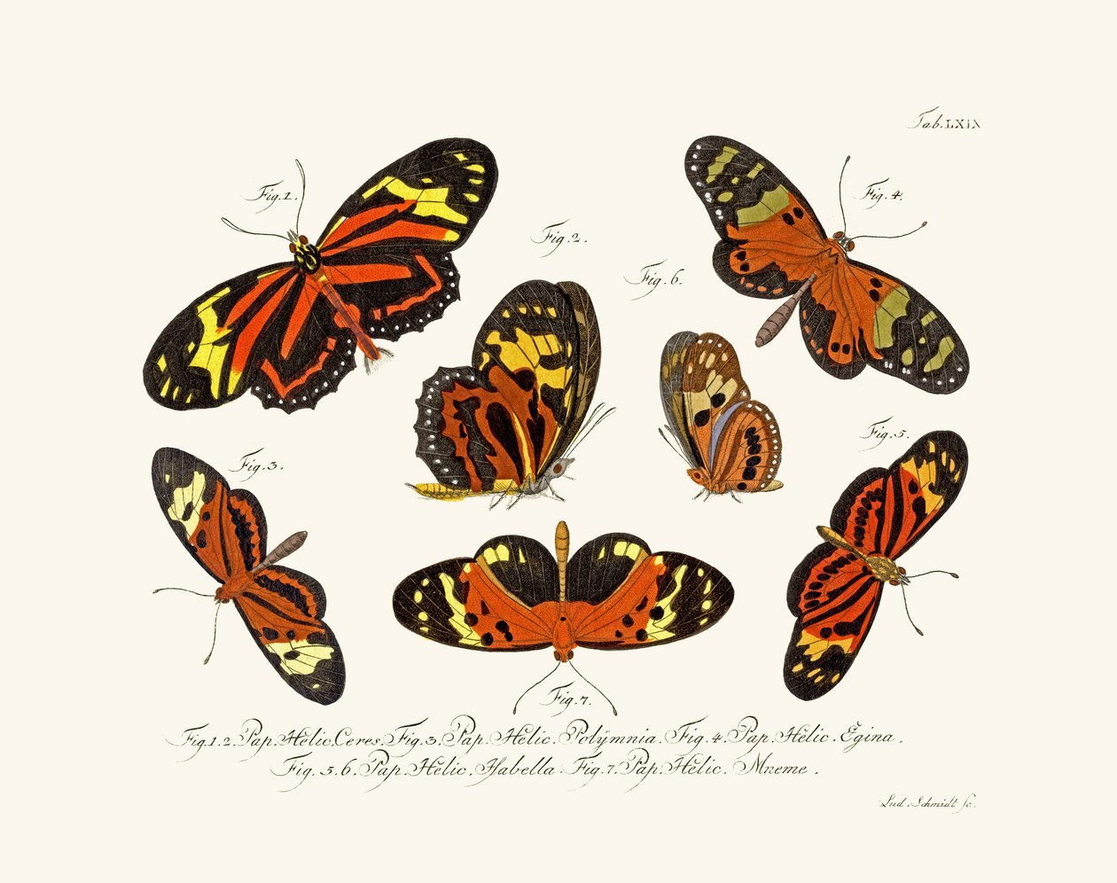 Papillons - German School