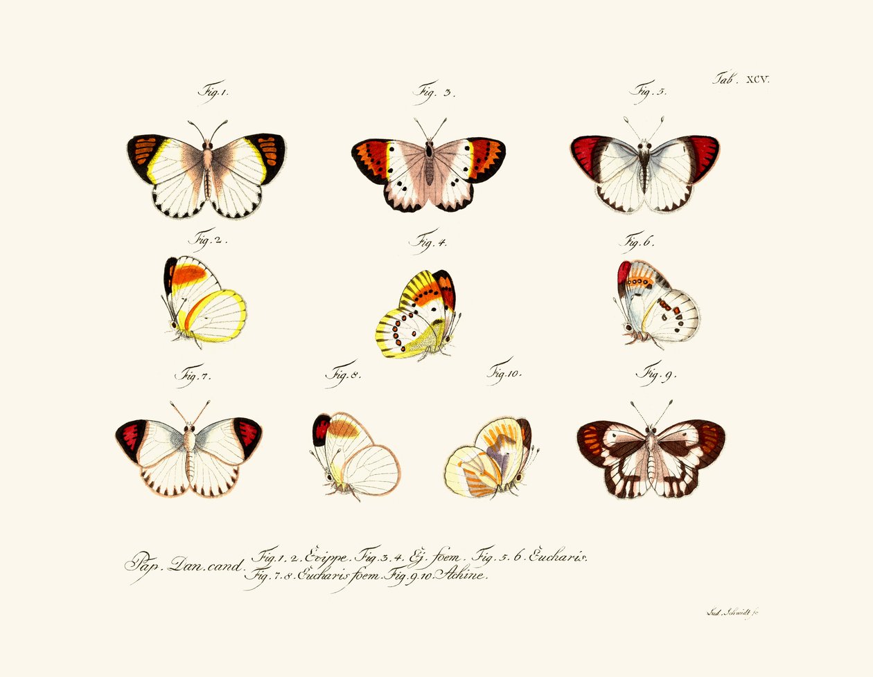 Papillons - German School