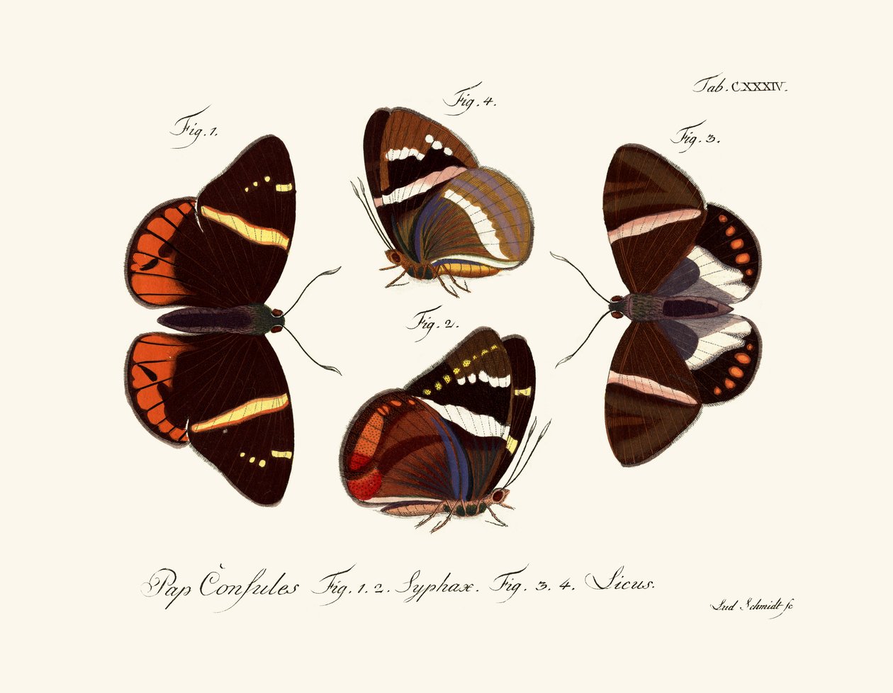 Papillons - German School