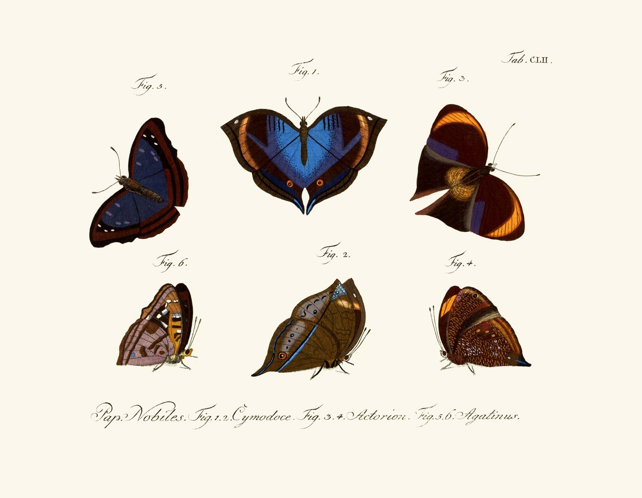 Papillons - German School