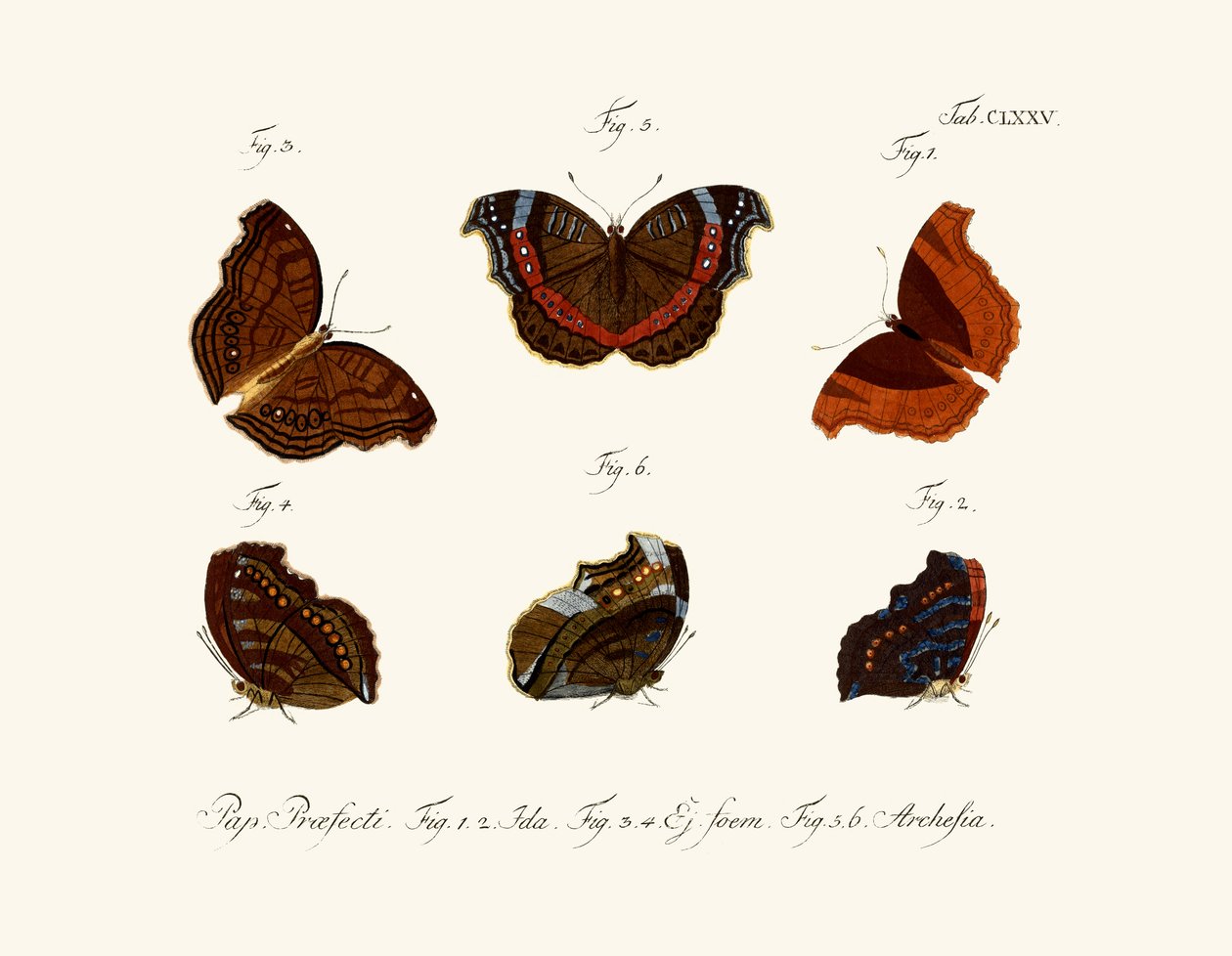 Papillons - German School