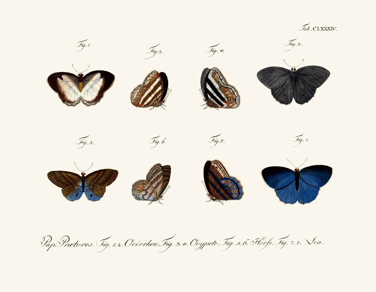 Papillons - German School