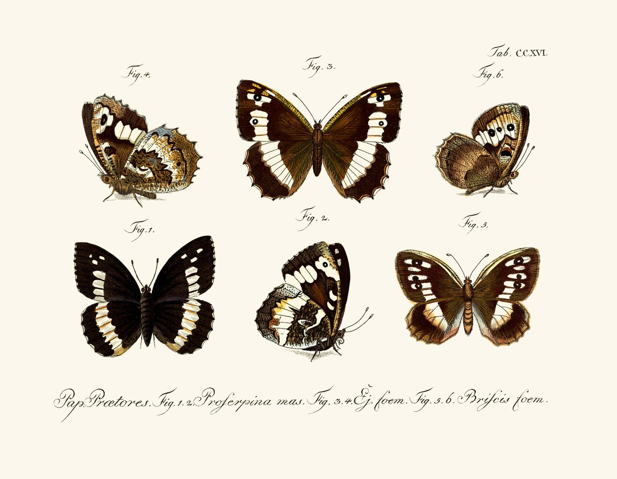 Papillons - German School