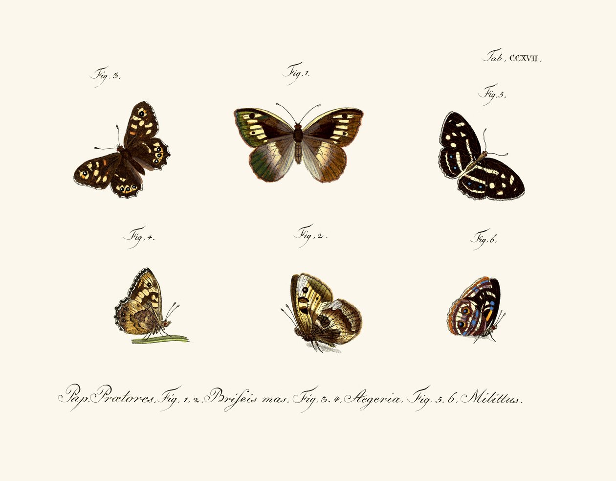 Papillons - German School