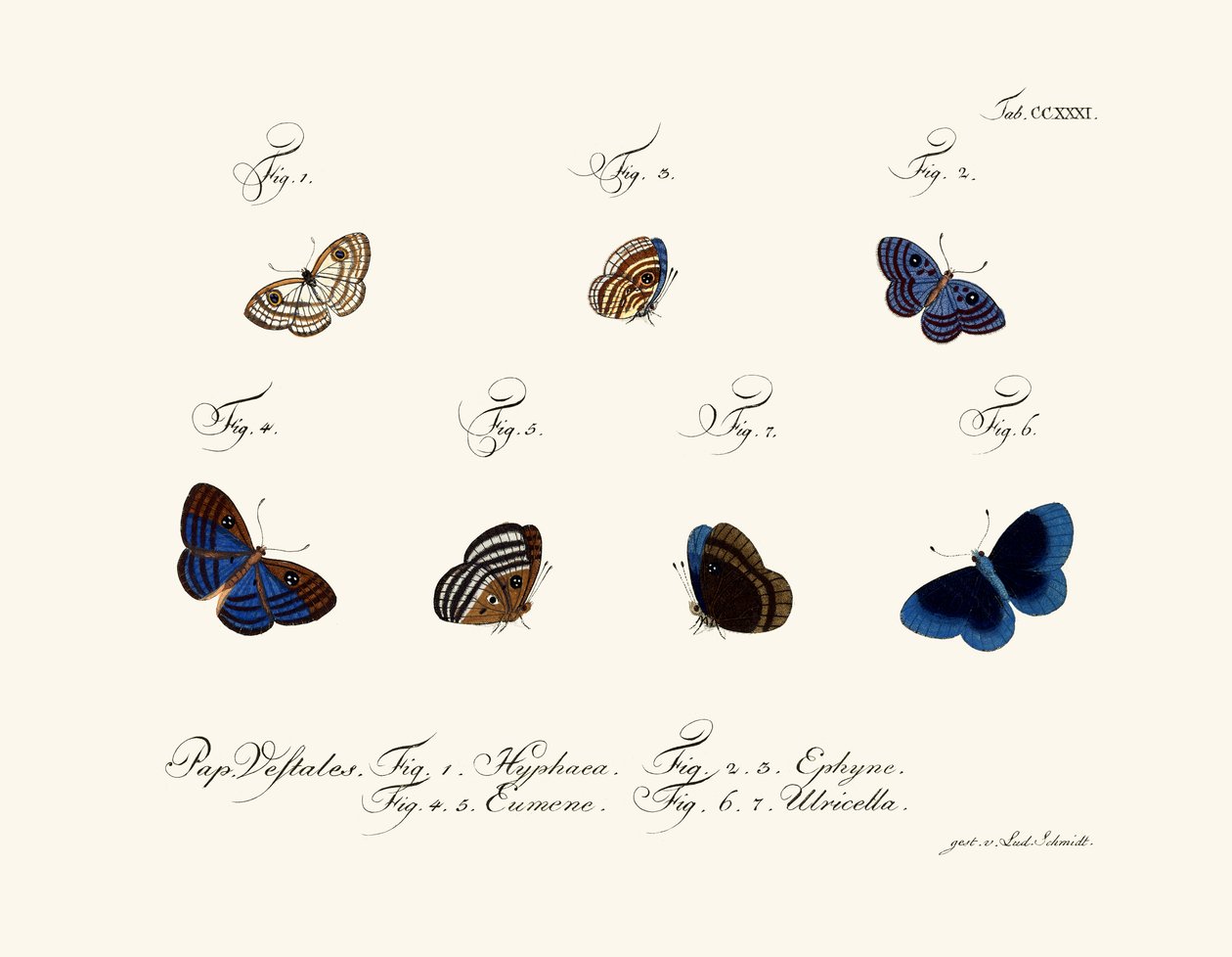 Papillons - German School