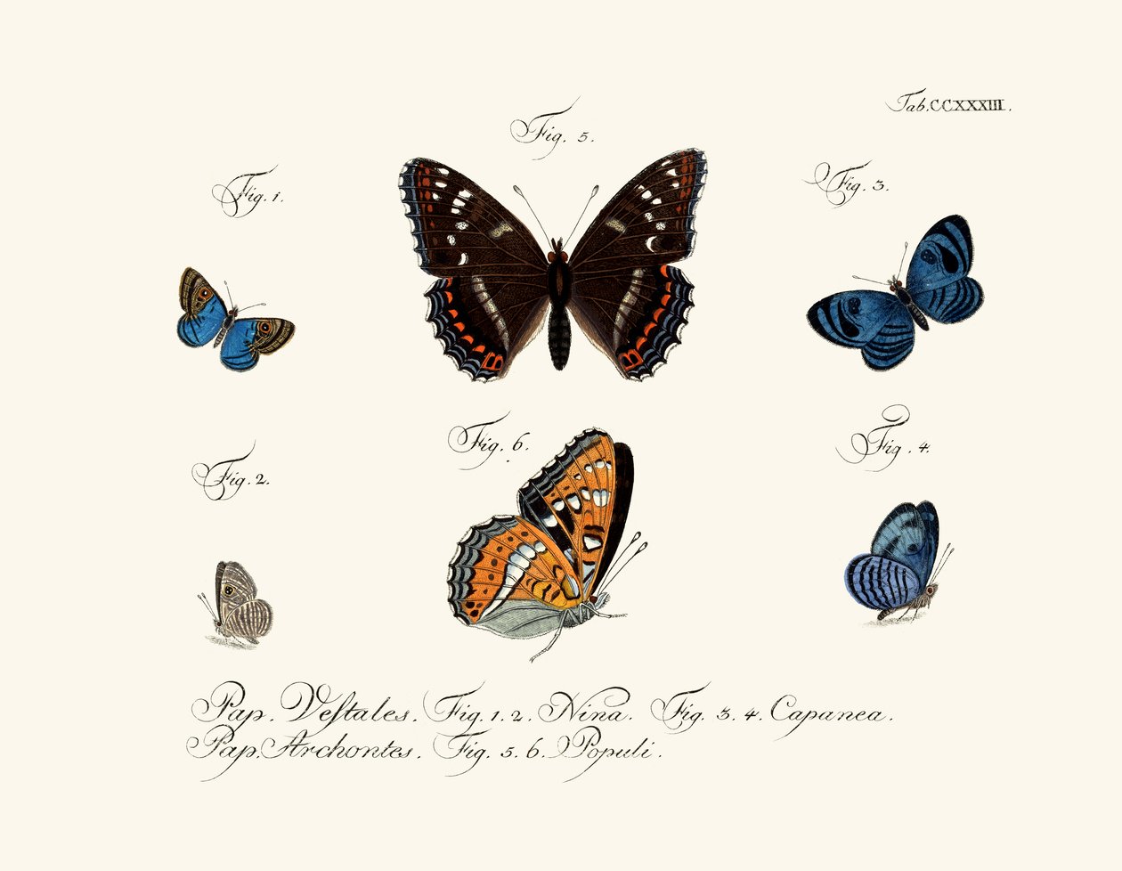 Papillons - German School