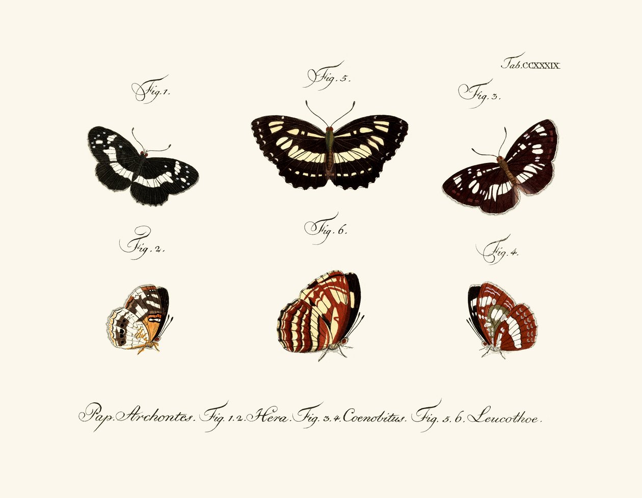 Papillons - German School