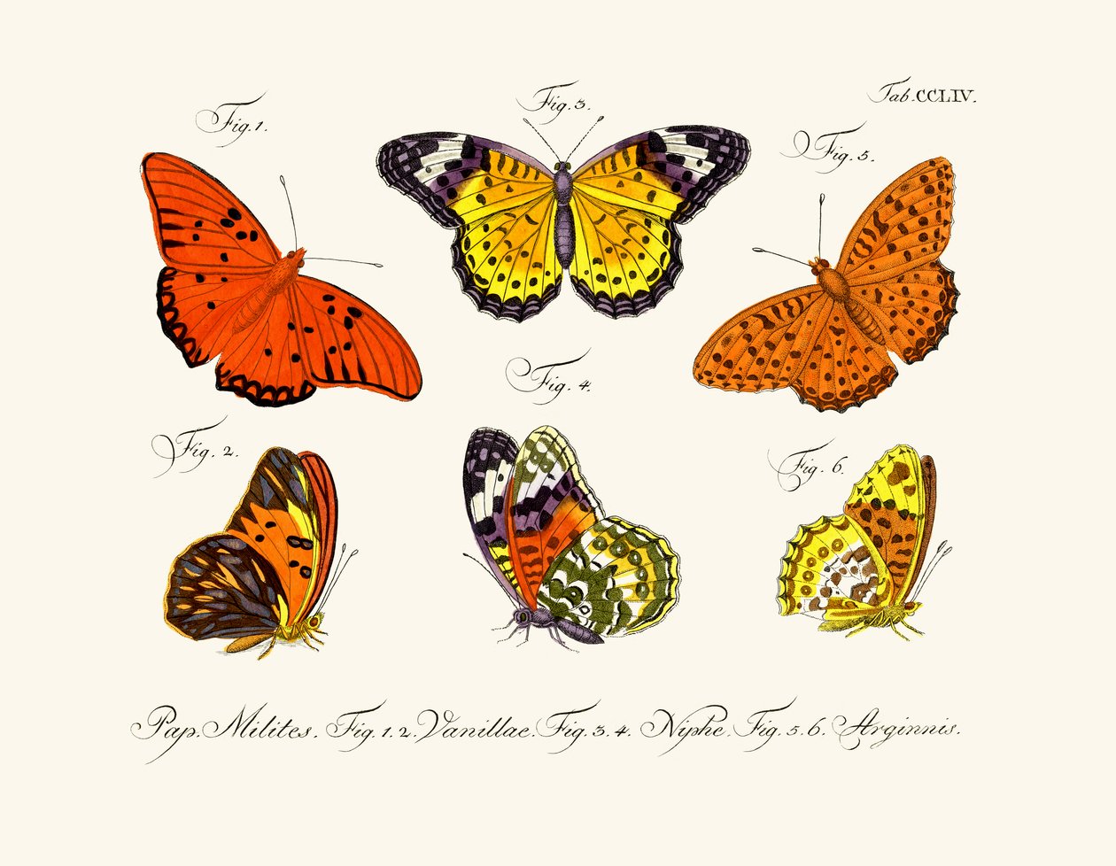Papillons - German School