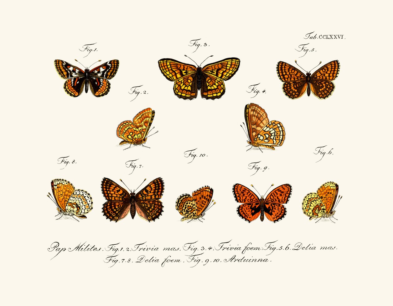 Papillons - German School
