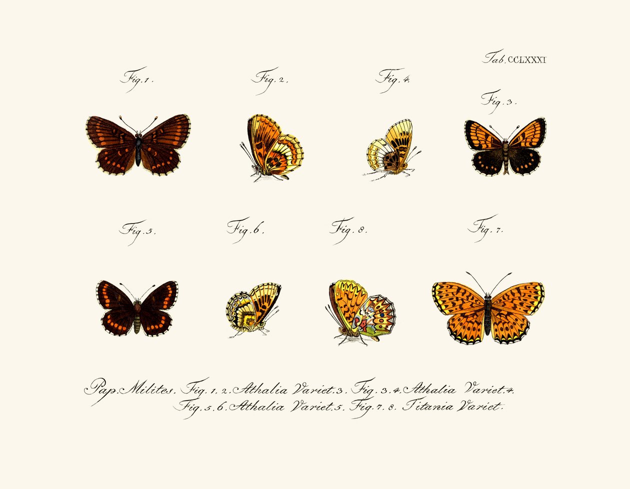 Papillons - German School