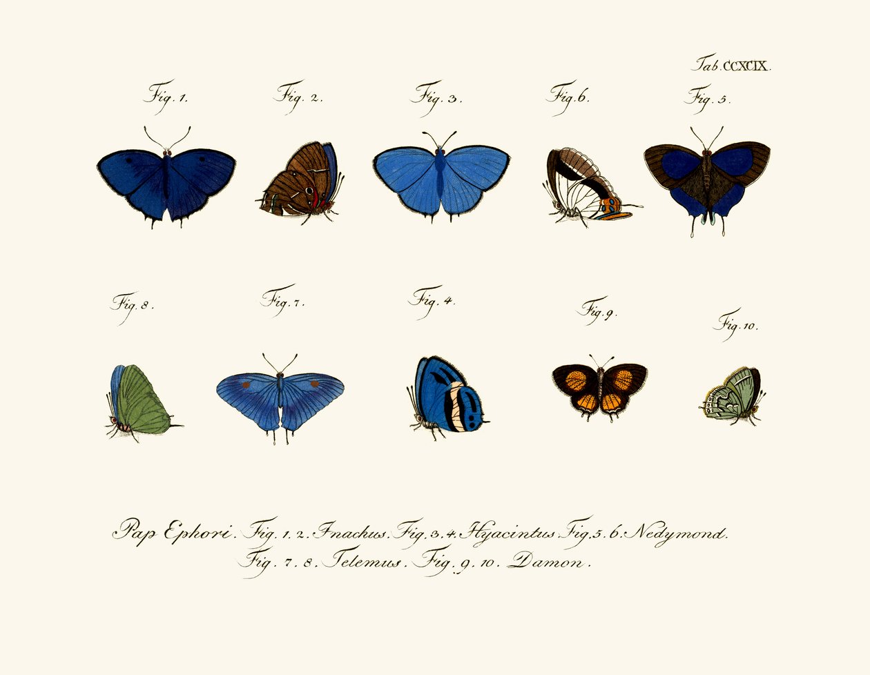 Papillons - German School