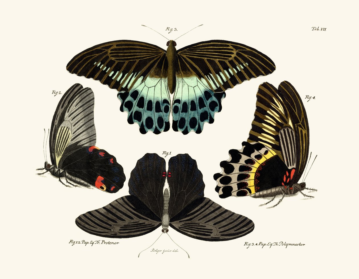 Papillons - German School