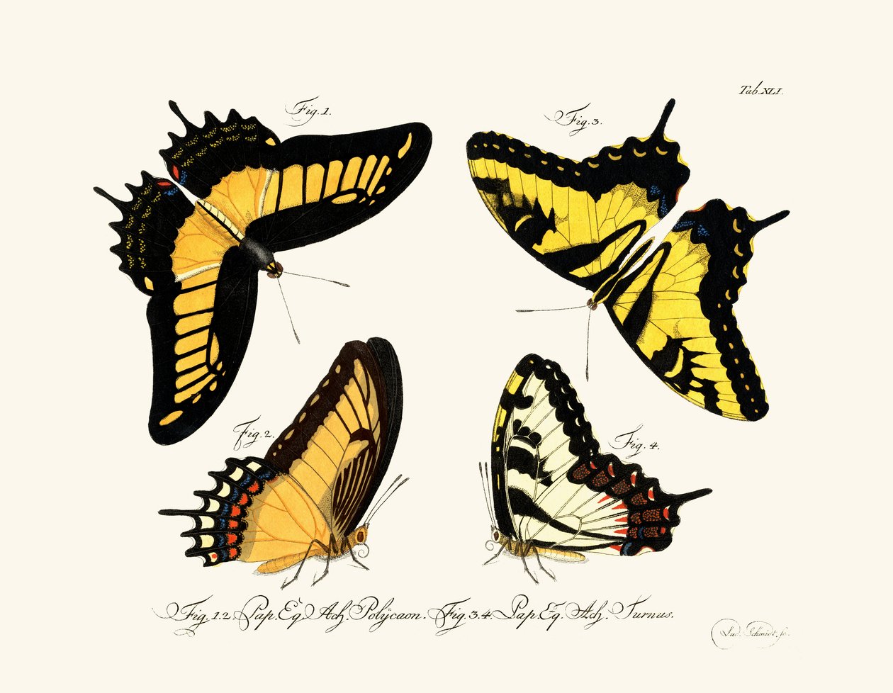 Papillons - German School