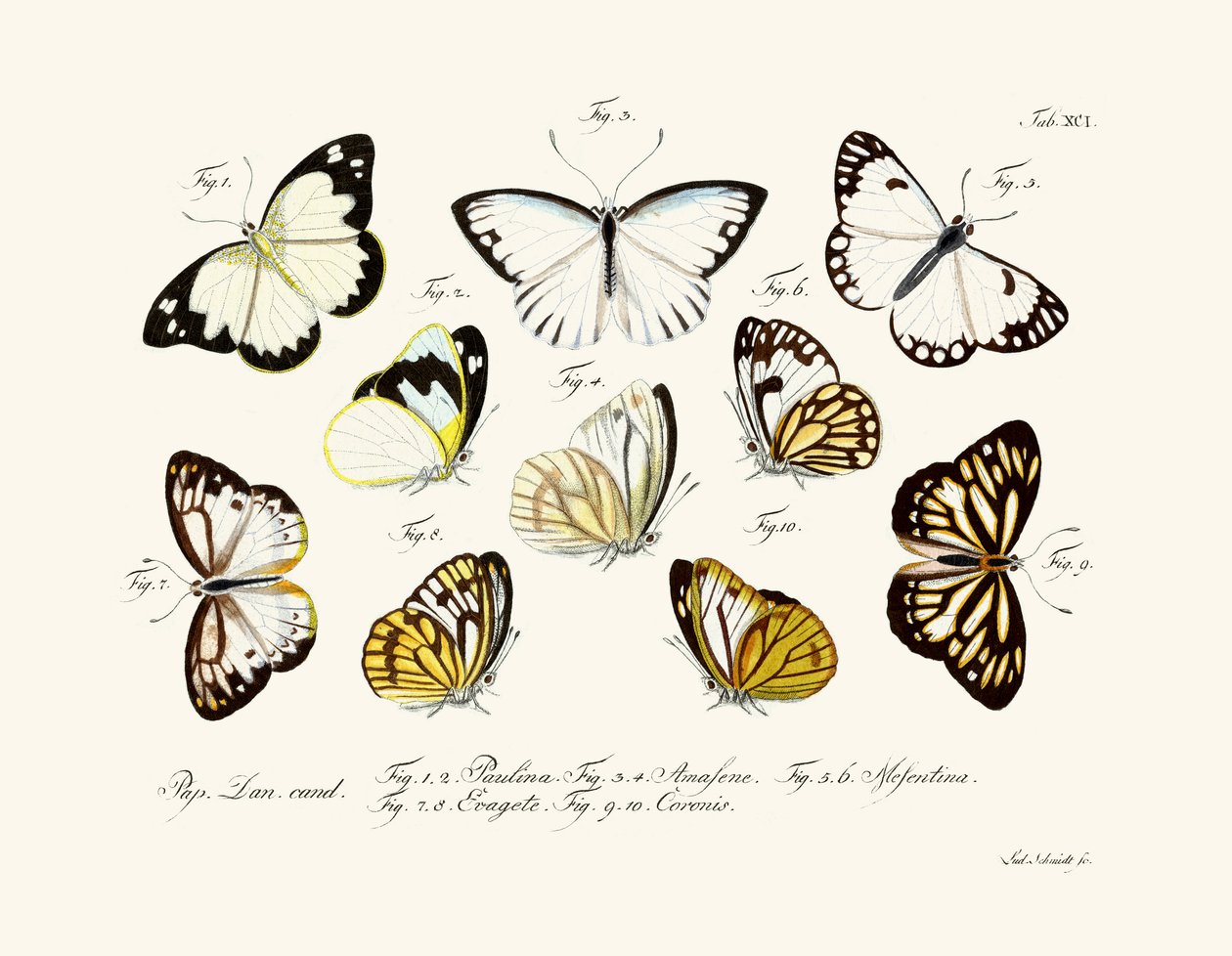 Papillons - German School