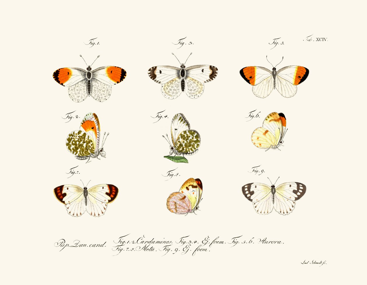 Papillons - German School