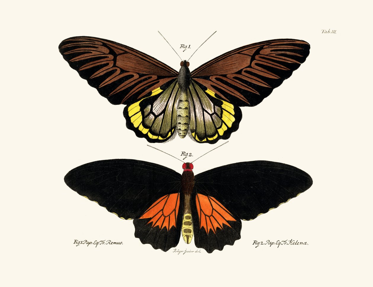 Papillons - German School