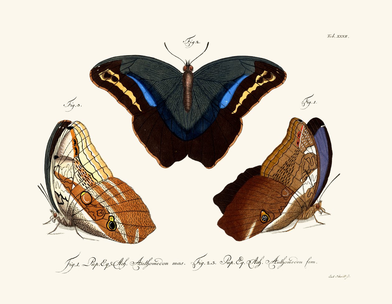 Papillons - German School