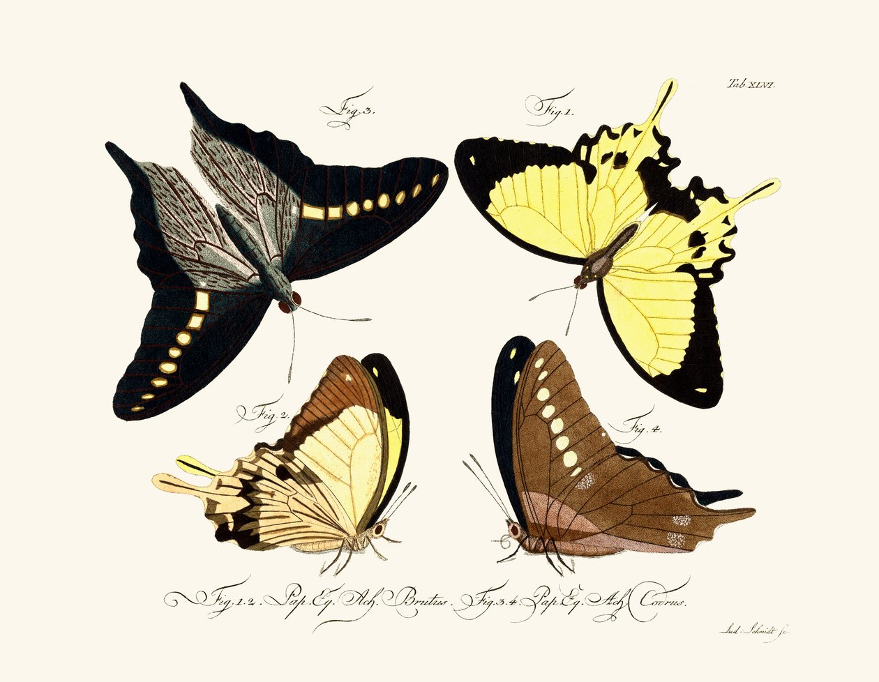 Papillons - German School