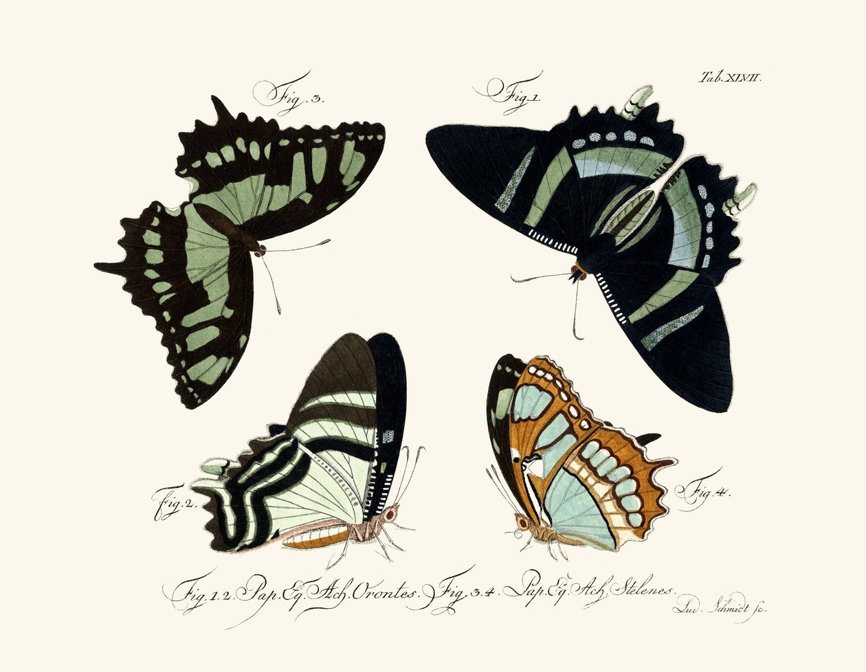 Papillons - German School