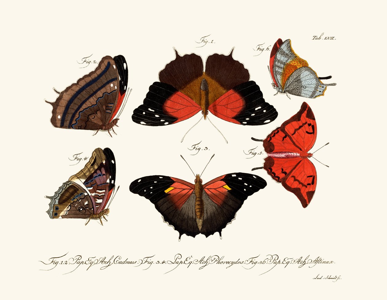 Papillons - German School