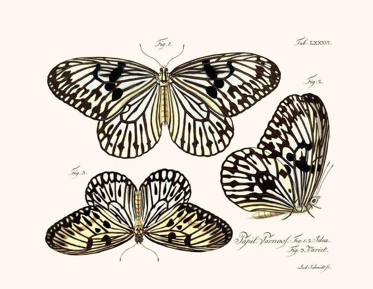 Papillons - German School