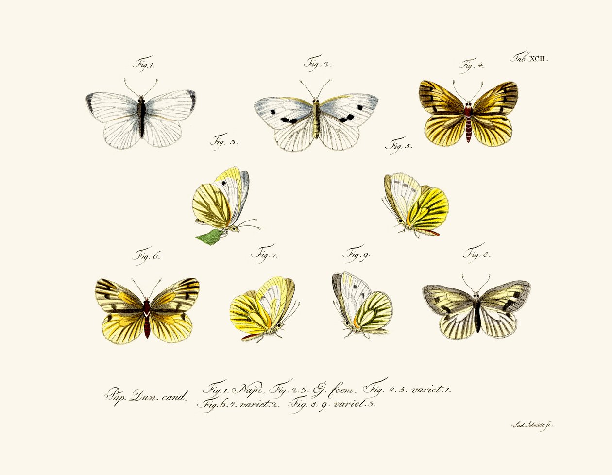Papillons - German School