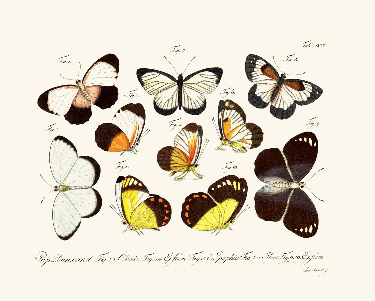 Papillons - German School