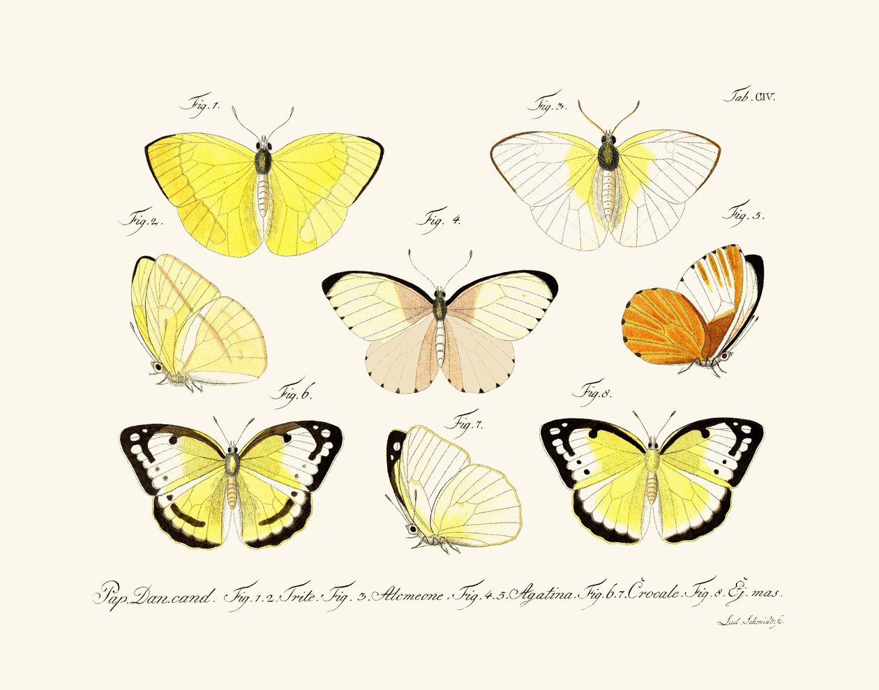Papillons - German School